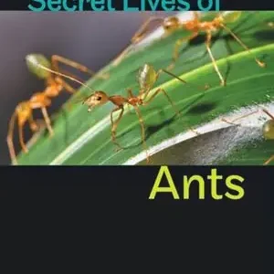 Secret Lives of Ants